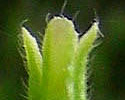 [photo of fruit]