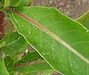 [photo of leaves]