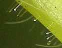 [photo of glandular hairs]