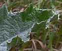 [photo of leaves]