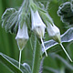 [photo of False Gromwell]