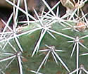 [photo of stem segments]