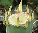 [photo of fruit]