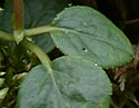 [photo of leaves]