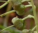 [photo of fruit]
