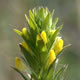 [photo of Yellow Owl-clover