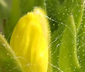 [photo of flowers]