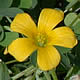 [photo of Southern Wood Sorrel]
