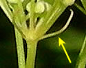 [photo of bracts]