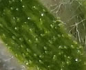 [photo of calyx and glands]