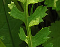 [photo of stem leaf]