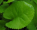 [photo of basal leaves]