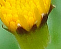 [photo of flowers]
