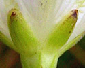 sepals and stem