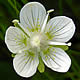 [photo of Marsh Grass of Parnassus]