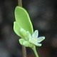 [photo of Smooth Forked Nailwort]