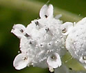 [photo of flowers]