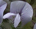 [photo of flowers]