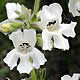 [photo of White Penstemon]