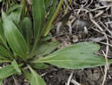 [photo of basal leaves]