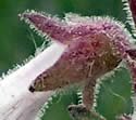 [photo of hairy calyx and petals]