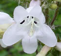 [photo of flowers]