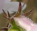 [photo of calyx and glandular hairs]