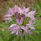 [photo of Rocky Mountain Beeplant]