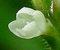 [photo of flowers]