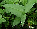 [photo of leaves]
