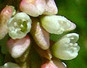 [photo of flowers]