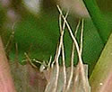 [photo of ocrea]