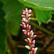 [photo of Pygmy Smartweed]
