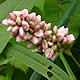 [photo of Pennsylvania Smartweed]