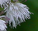 [photo of male flowers]