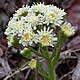 [photo of Sweet Coltsfoot]
