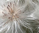 [photo of fruit]