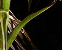 [photo of stem leaves]