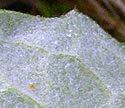 [photo of leaf underside (var. X vitifolius)]]