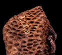 [photo of seed]