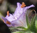 [photo of flowers]