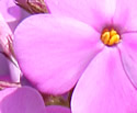 [photo of flowers]