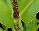 [photo of leaves and stem]