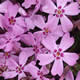 [photo of Creeping Phlox]