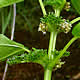 [photo of Black-fruited Clearweed]