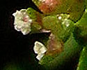 [photo of flowers]