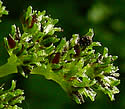 [photo of fruit]