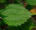 [photo of leaves]