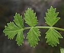 [photo of lower leaf]