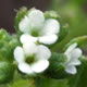 [photo of Sleeping Popcornflower]